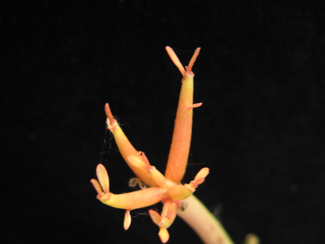 Euphorbia tirucalli cv. stick on fire 