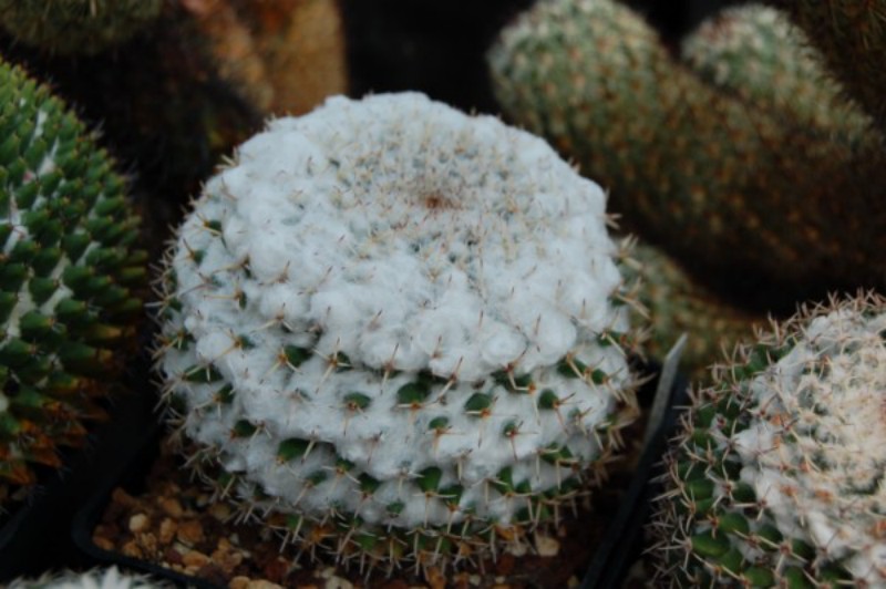 Mammillaria eumorpha 