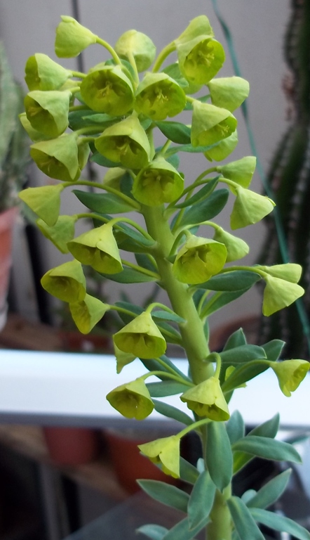 euphorbia characias v. wulfenii