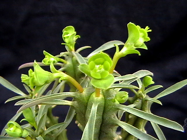 Euphorbia loricata 