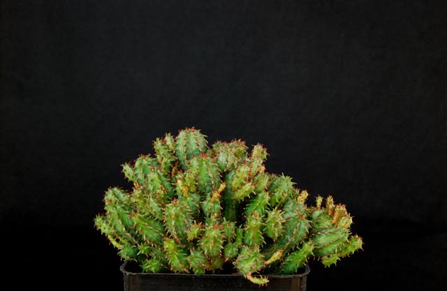 Euphorbia fimbriata 