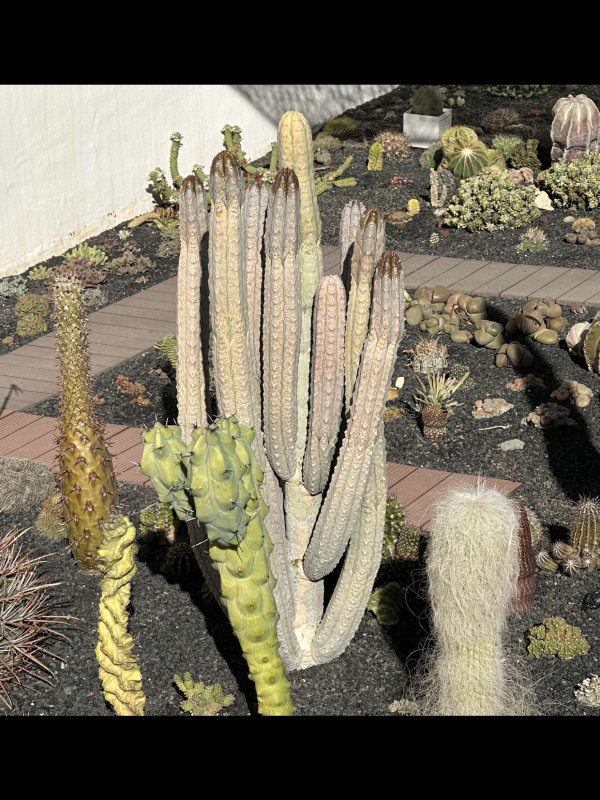 Euphorbia abdelkuri 