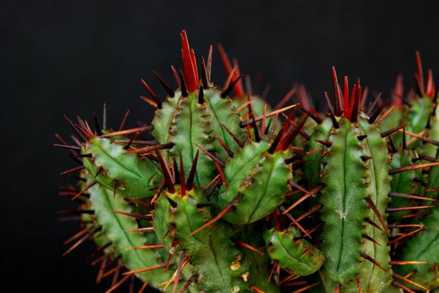 Euphorbia enopla 