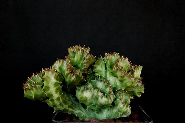 Euphorbia lactea f. cristata 