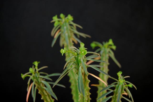 Euphorbia loricata 