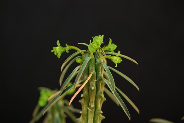 Euphorbia loricata 