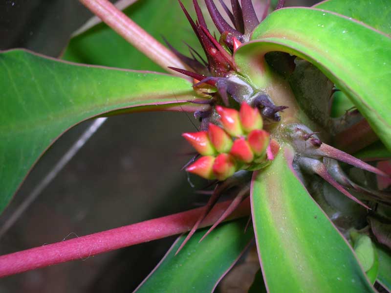 Euphorbia milii 