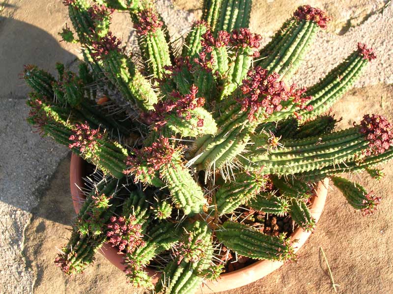 Euphorbia submammillaris 