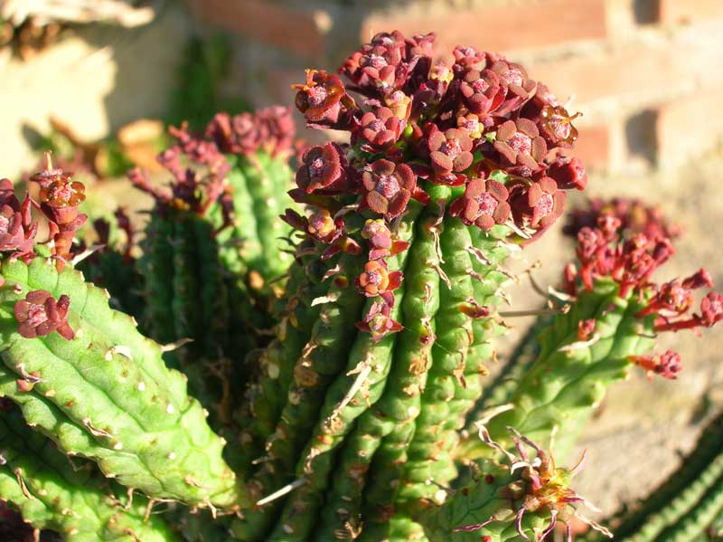 Euphorbia submammillaris 