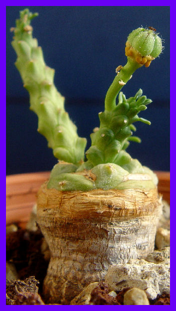 Euphorbia gorgonis 