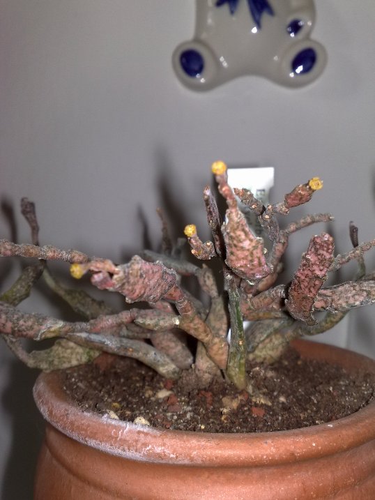 Euphorbia platyclada 