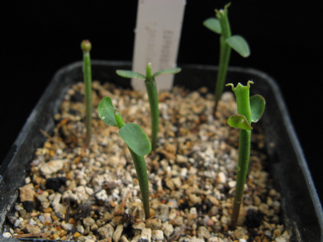Euphorbia oncoclada 