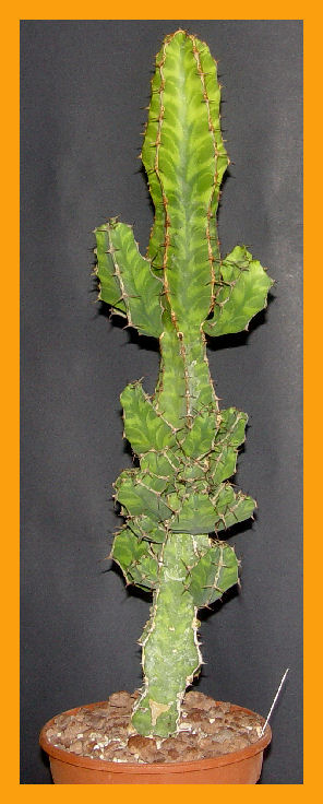 Euphorbia pseudocactus 