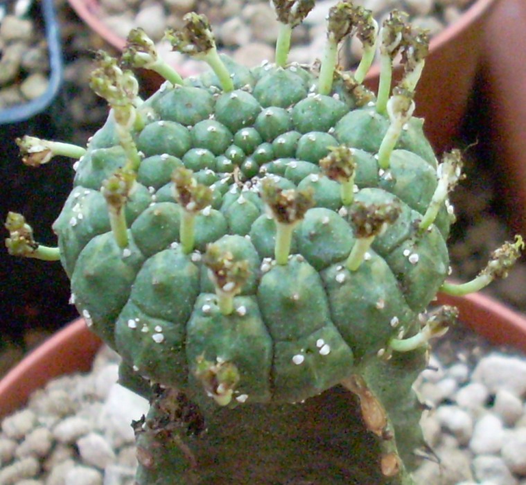 Euphorbia gymnocalycioides 
