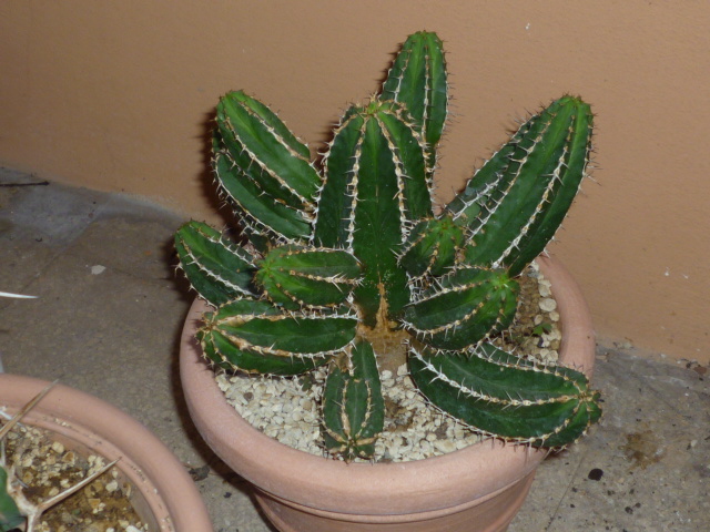 Euphorbia  