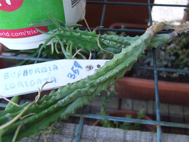 Euphorbia  