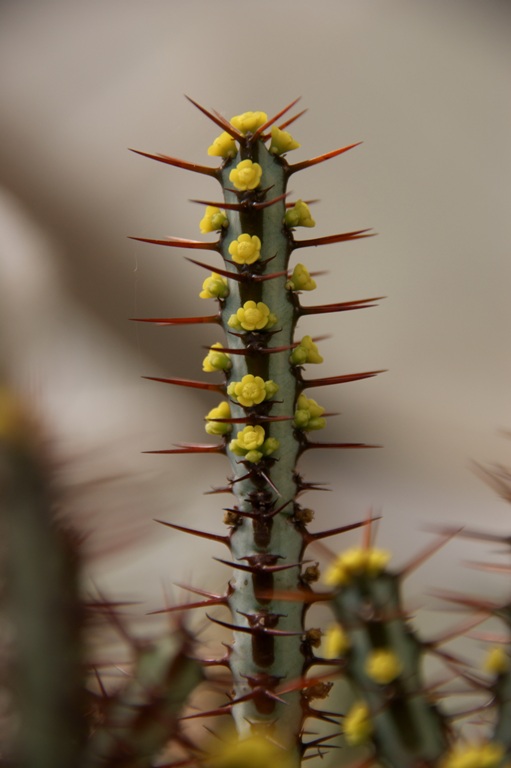 Euphorbia aeruginosa 