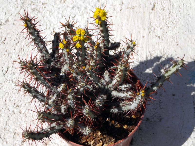 Euphorbia aeruginosa 