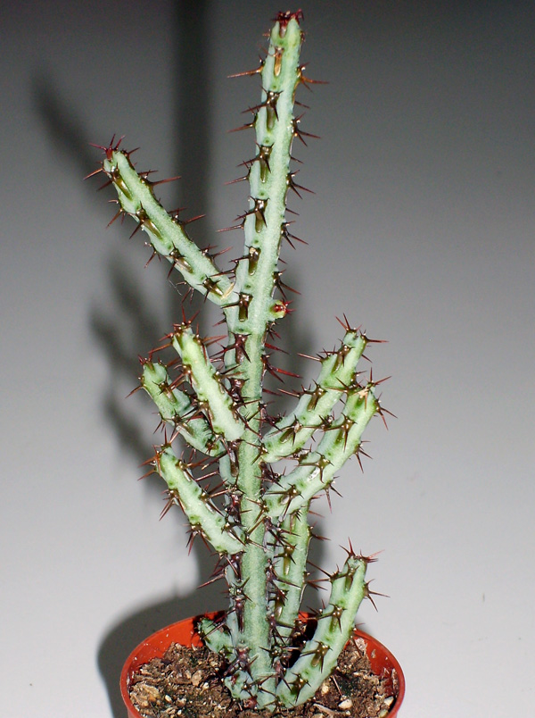 Euphorbia aeruginosa 