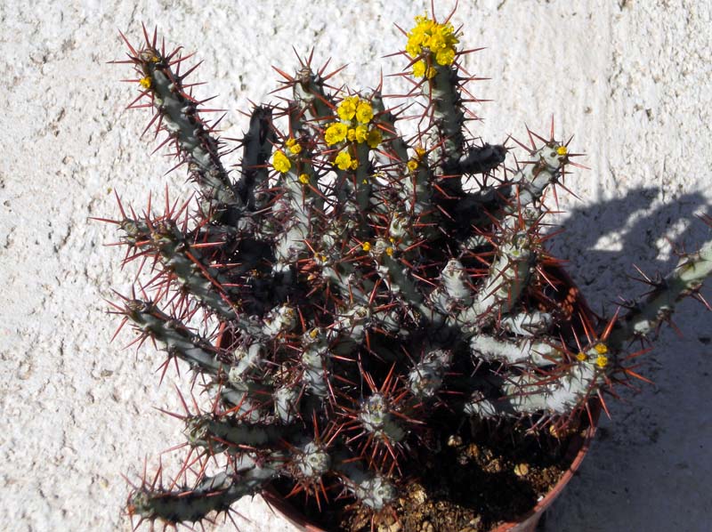 Euphorbia aeruginosa 
