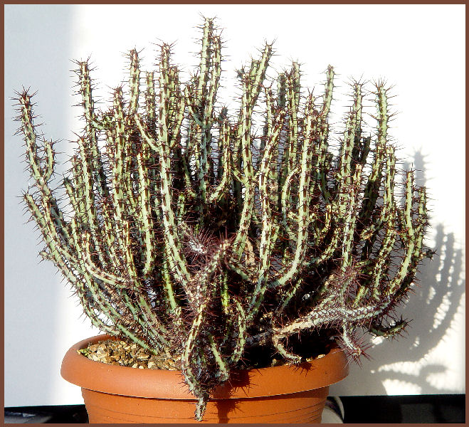 Euphorbia aeruginosa 