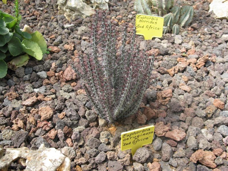 Euphorbia aeruginosa 