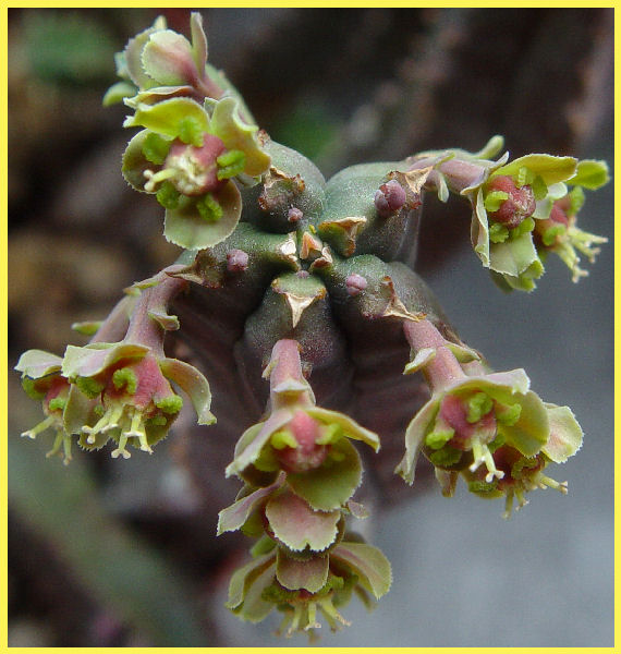Euphorbia nesemannii 