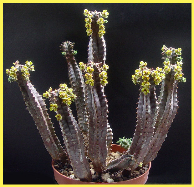 Euphorbia nesemannii 