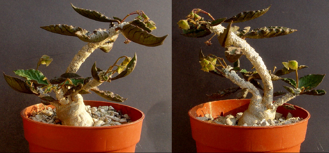 Euphorbia ambovombensis 