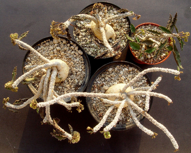 Euphorbia ambovombensis 