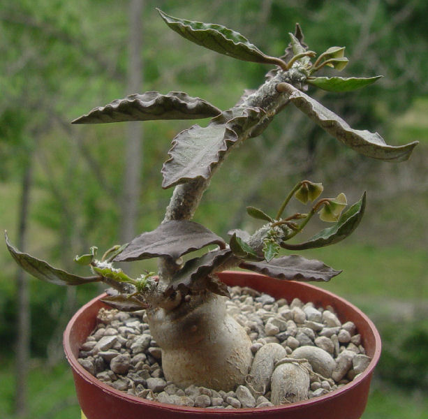 Euphorbia ambovombensis 