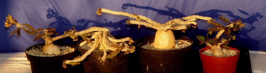 Euphorbia ambovombensis 