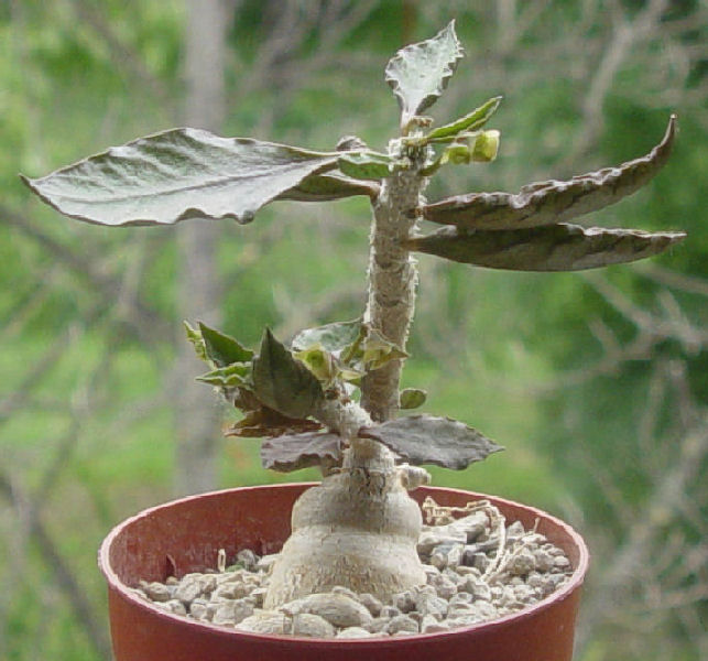 Euphorbia ambovombensis 