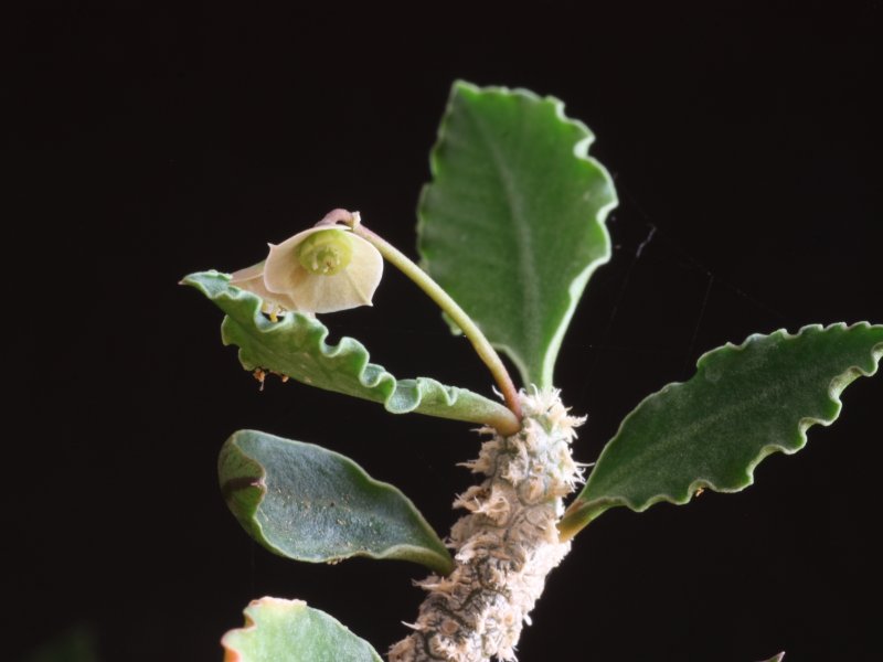 Euphorbia ambovombensis 