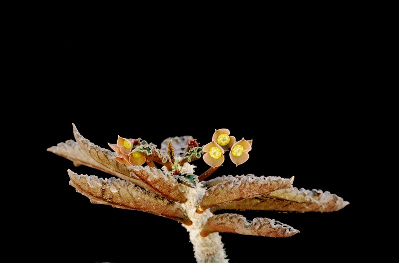 Euphorbia ambovombensis 