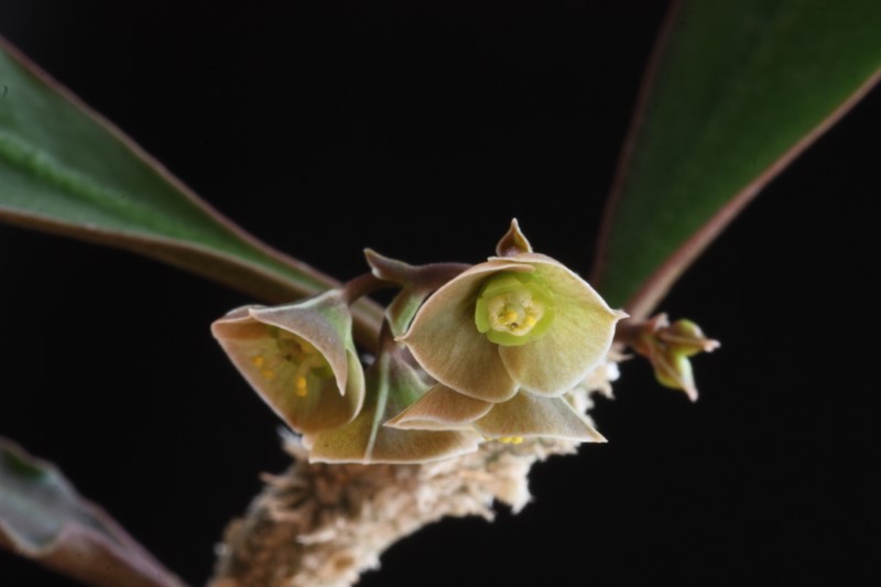 Euphorbia ambovombensis 