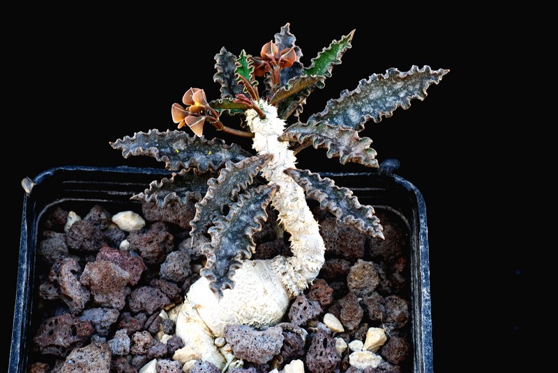 Euphorbia ambovombensis 