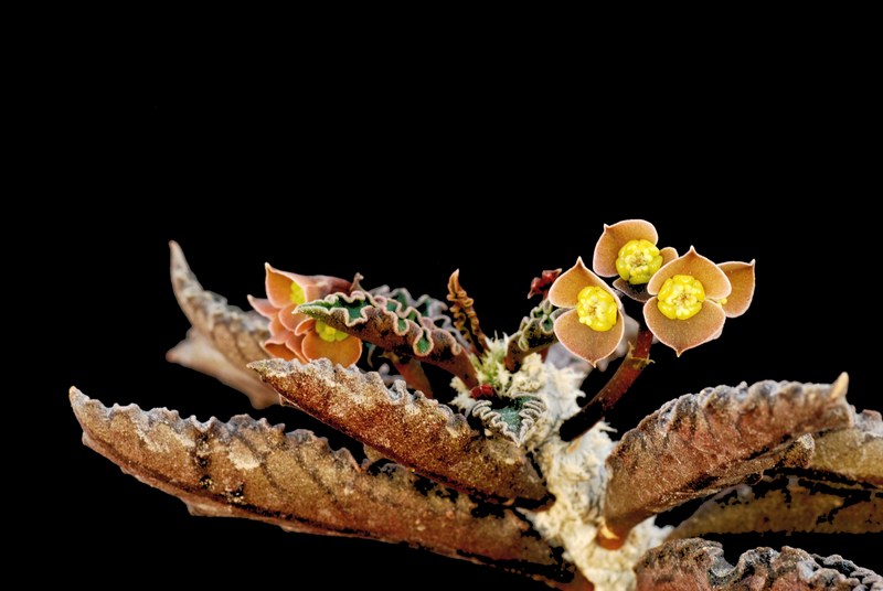 Euphorbia ambovombensis 