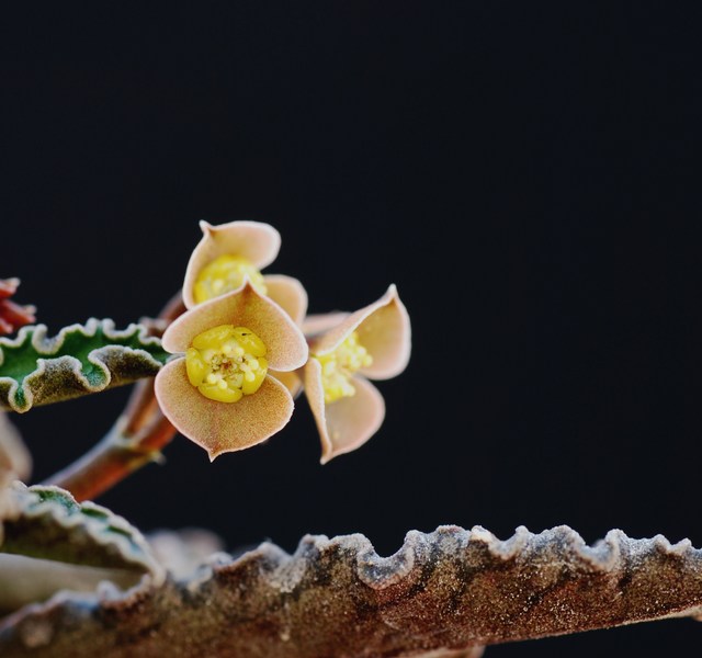 Euphorbia ambovombensis 