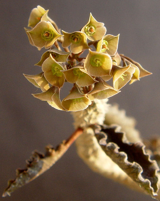 Euphorbia ambovombensis 