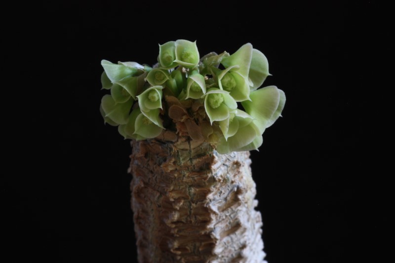 Euphorbia ankarensis 