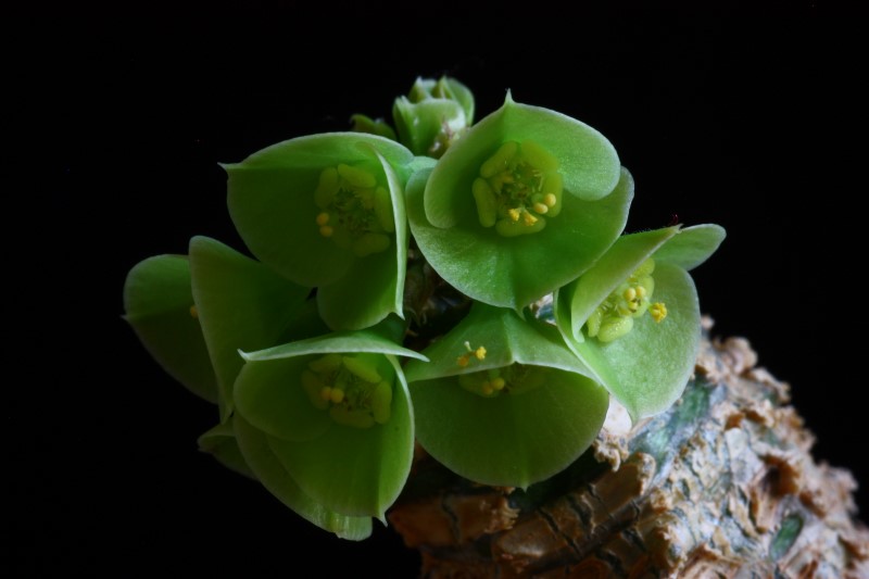 Euphorbia ankarensis 