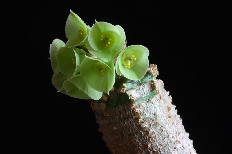 Euphorbia ankarensis 