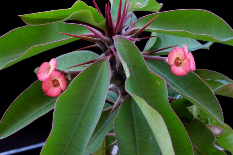 Euphorbia antafikiensis 