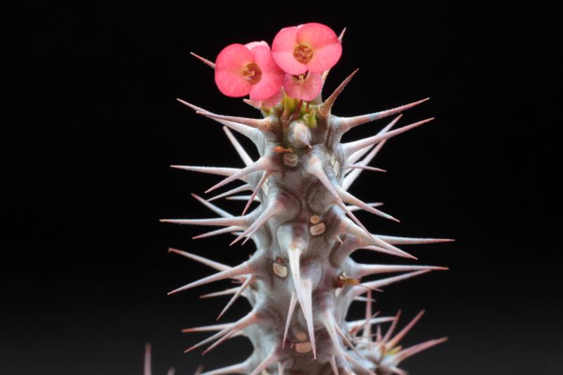 Euphorbia antafikiensis 