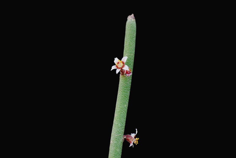 Euphorbia antisyphilitica 