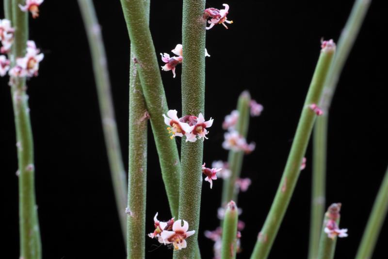 Euphorbia antisyphilitica 