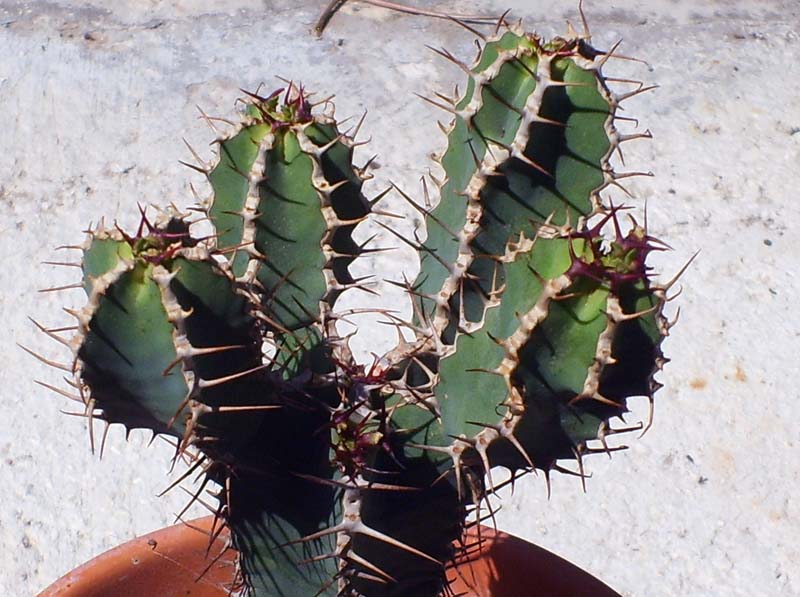 Euphorbia avasmontana 