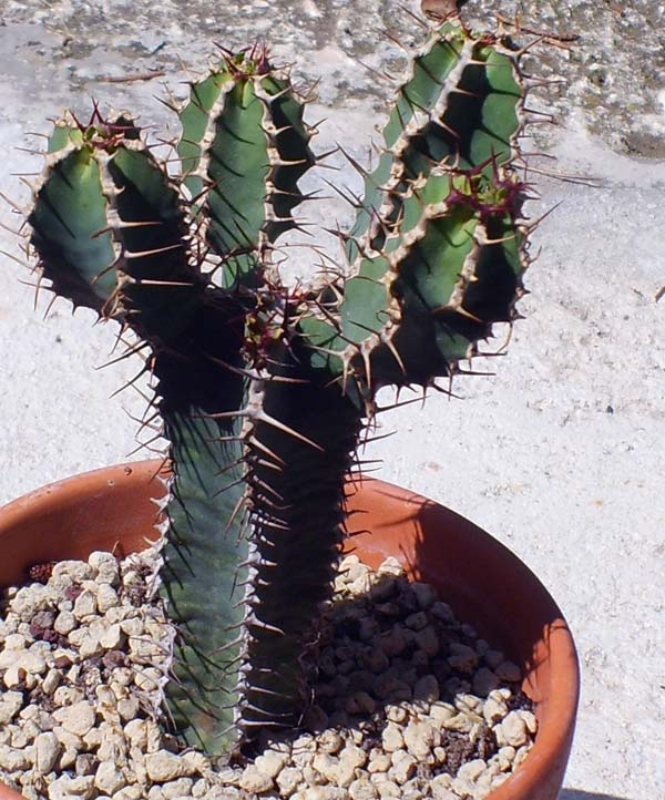 Euphorbia avasmontana 