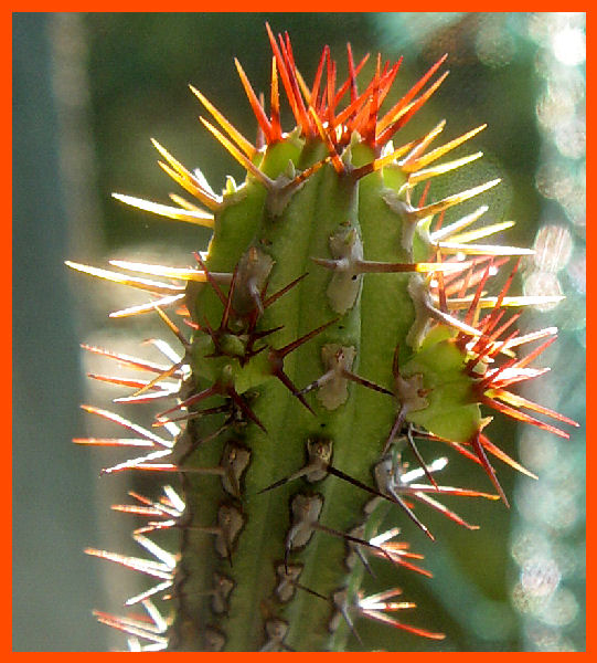 Euphorbia baioensis 